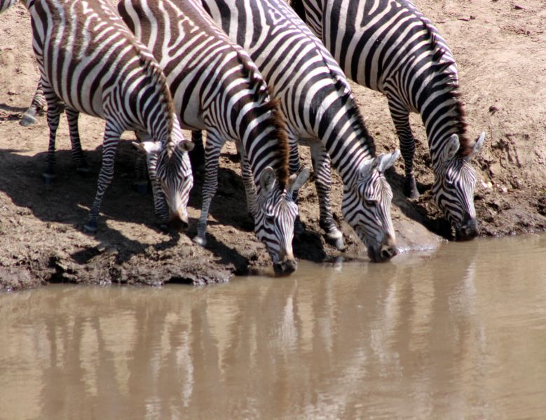 Masai Mara Safari destination in Kenya, Safari in Kenya, Africa Safari holidays