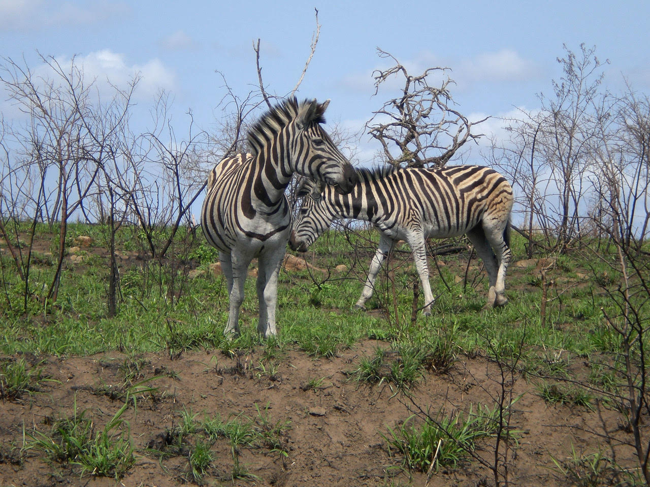 Zebras roaming freely in Kruger National Park, African Safari destination, Safari in Africa, Trip to African Safari