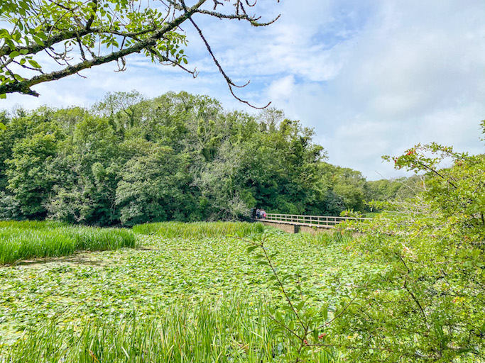 places to visit in Pembrokeshire, Bosherston Lilly Ponds 
