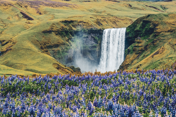 Iceland in May and June, Lupine flowers infant of Skogafoss Waterfall in Iceland