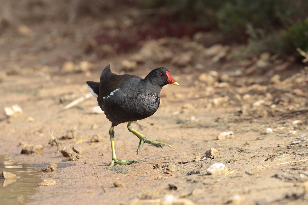 things to do in mellieha, common bird found in Ghadira nature Reserve