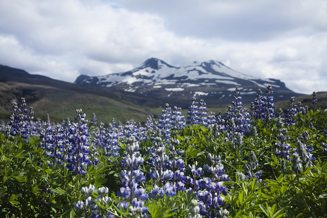 Iceland in May and June, Lupine flowers in Iceland