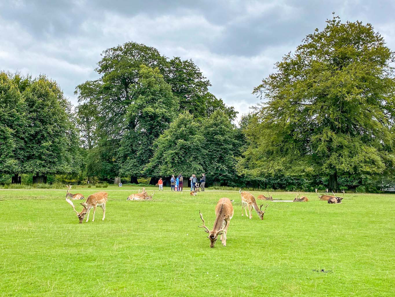 Things to do in Altrincham, Dunham Massey Deer in the park