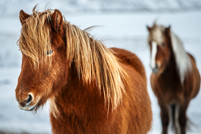 women's tour to iceland, ponies in snow