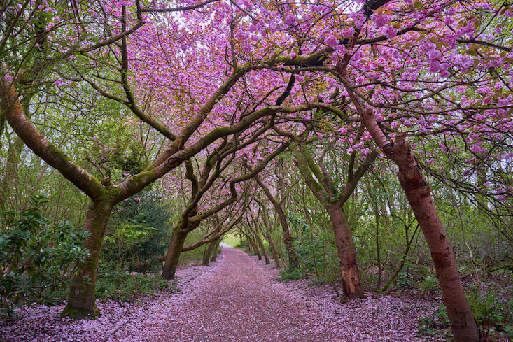 Cherry blossom in Manchester, pathway of cherry blossom in Heaton Park