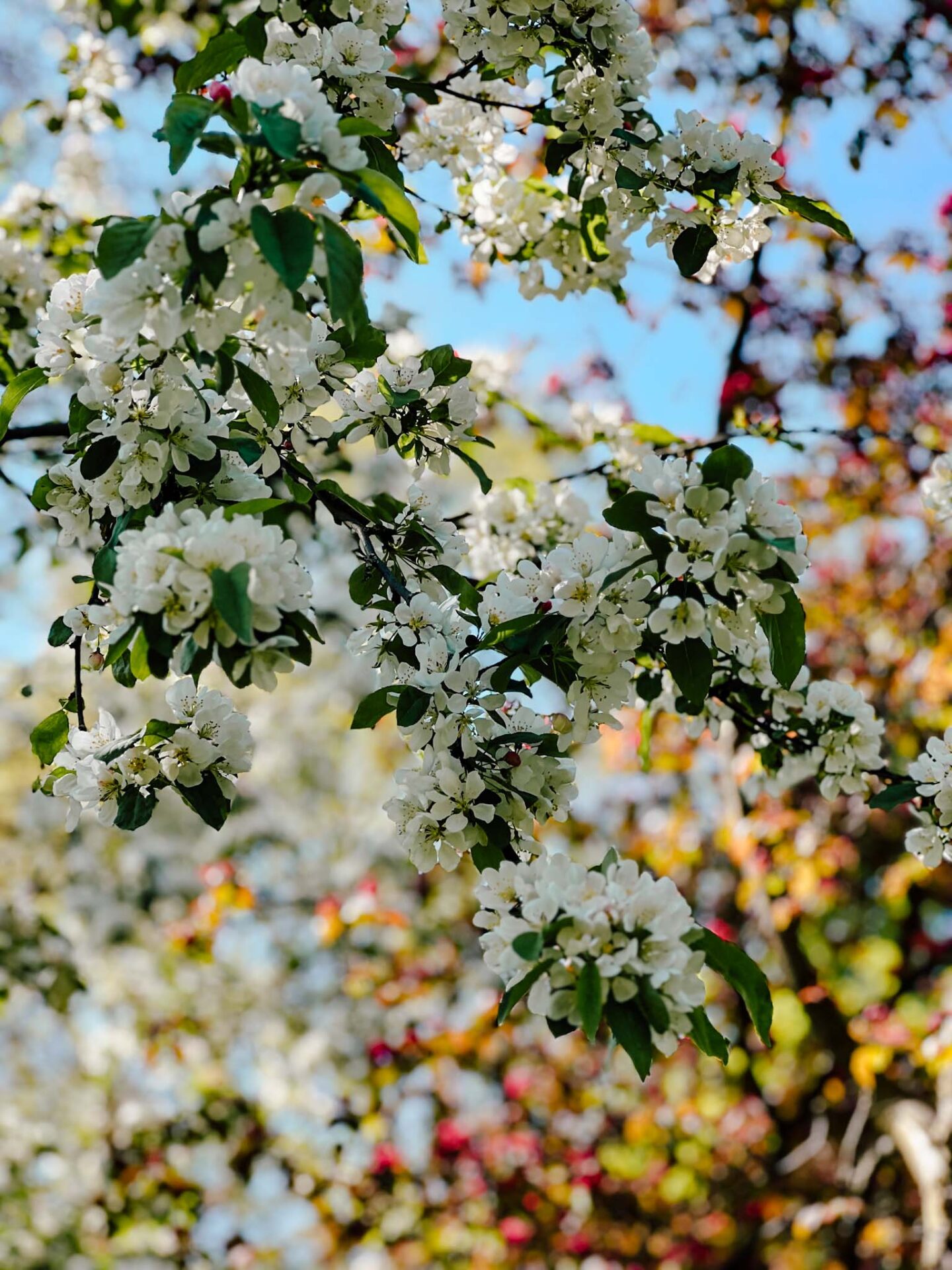 Cherry blossom Manchester, close up shot of white blossom at St Johns Garden in Manchester City Centre