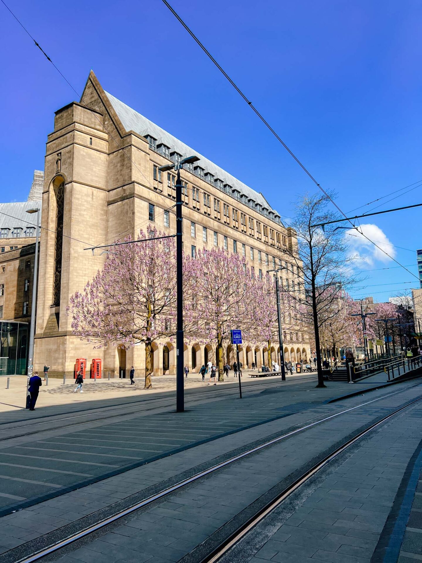 Cherry blossom Manchester, St Peters Square with purple blossom in spring