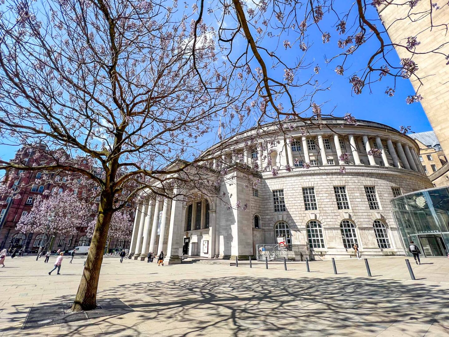 Cherry blossom Manchester, Manchester Library and St Peters Square with purple blossom in spring