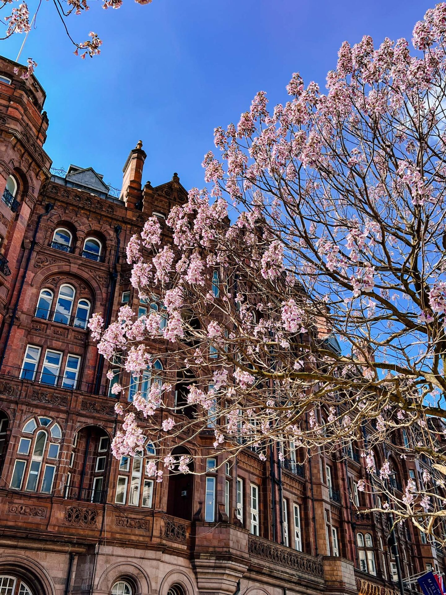 Cherry blossom Manchester, purple blossom against the Midland hotel