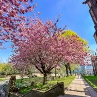 Cherry blossom in Manchester