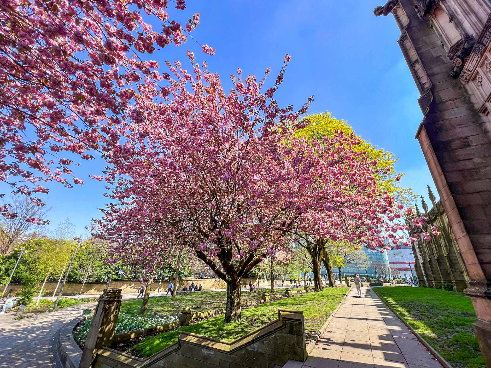 Cherry blossom in Manchester