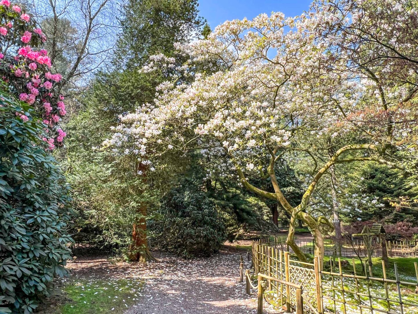 Cherry blossom Manchester, pathway with cherry blossom at Tatton Park