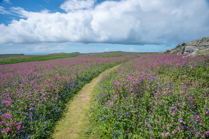 Things to do in Wales in Spring, meadow of flowers and bluebells in Wales