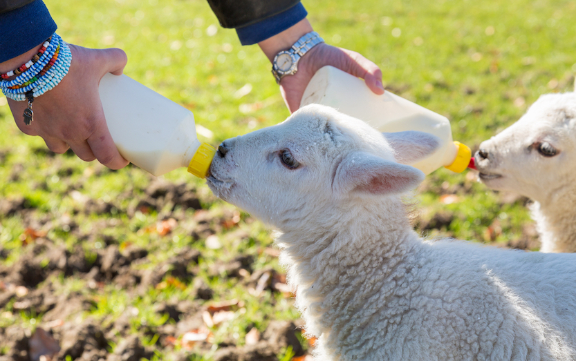 Things to do in Wales in Spring, baby lambs being fed in Wales
