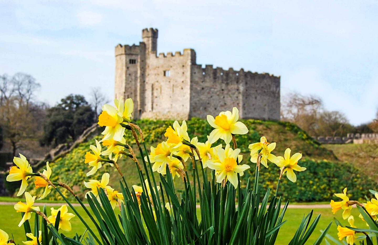 Things to do in Wales in Spring, Cardiff castle with spring Daffodils 
