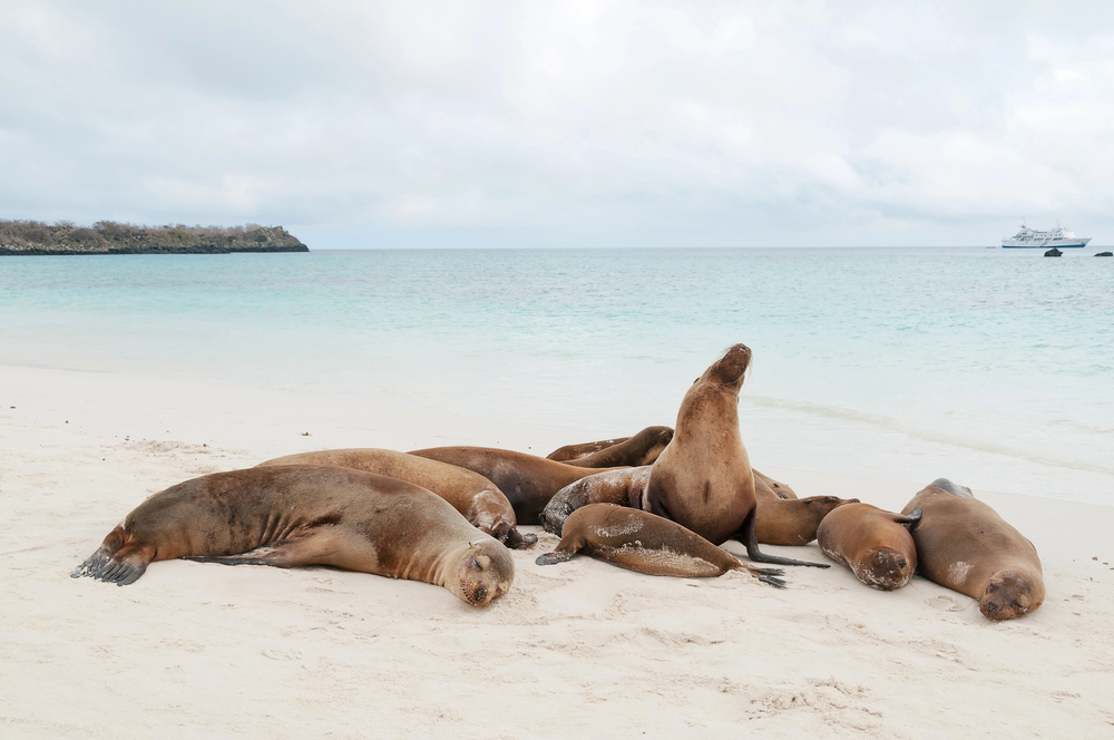 Best countries to visit in August, sea lions on a beach in the Galapagos islands in Ecudaor