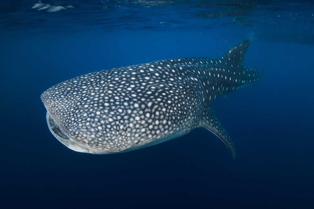 Best countries to visit in August, whale shark in water