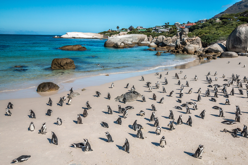 Best countries to visit in August, Penguins on beach in Cape Town South Africa