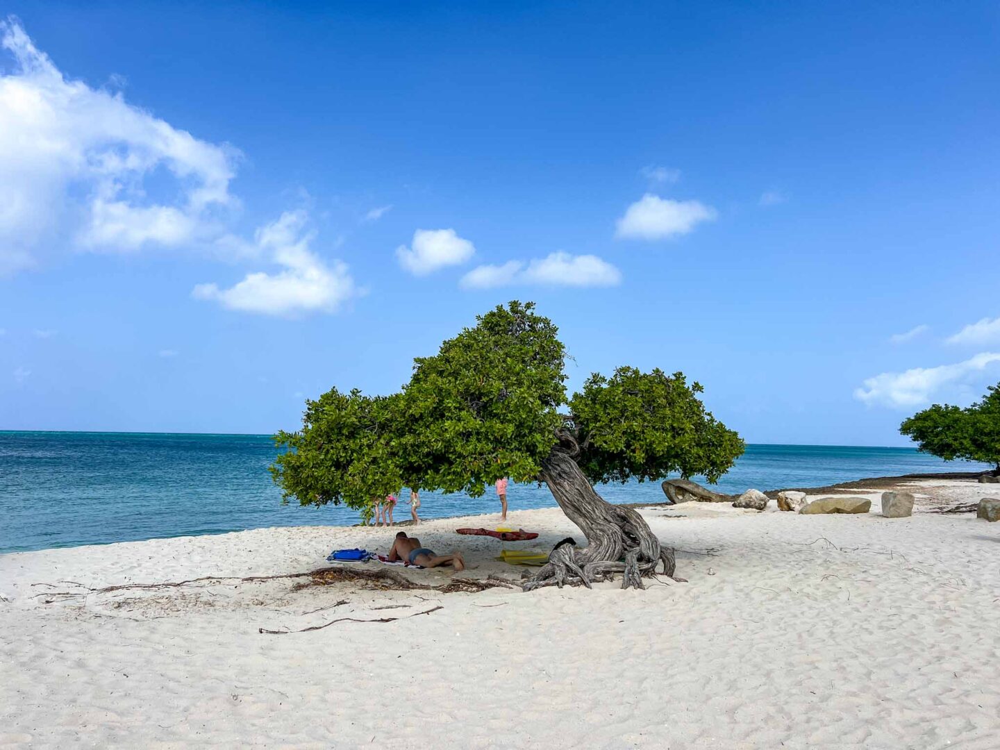 The Wandering Quinn Travel Blog how to see islands on a Caribbean cruise, iconic fofoti tree on eagle beach