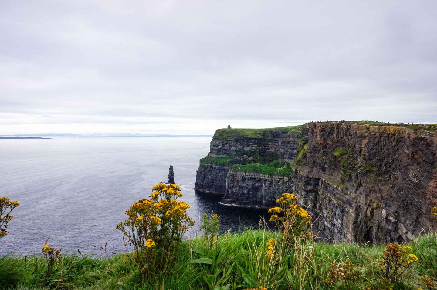 The Wandering Quinn Travel Blog Day trips from Galway, cliffs of moher with flowers in summer