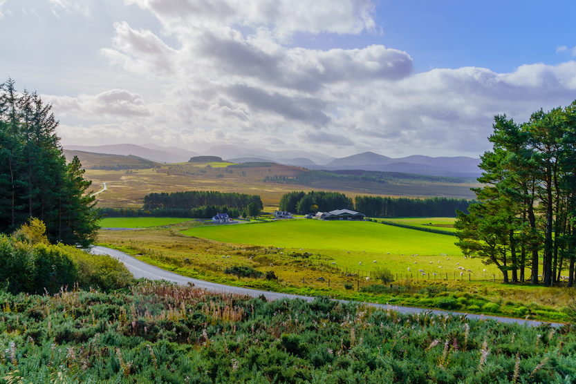 5 day Scotland itinerary, green Cairngorms National Park,