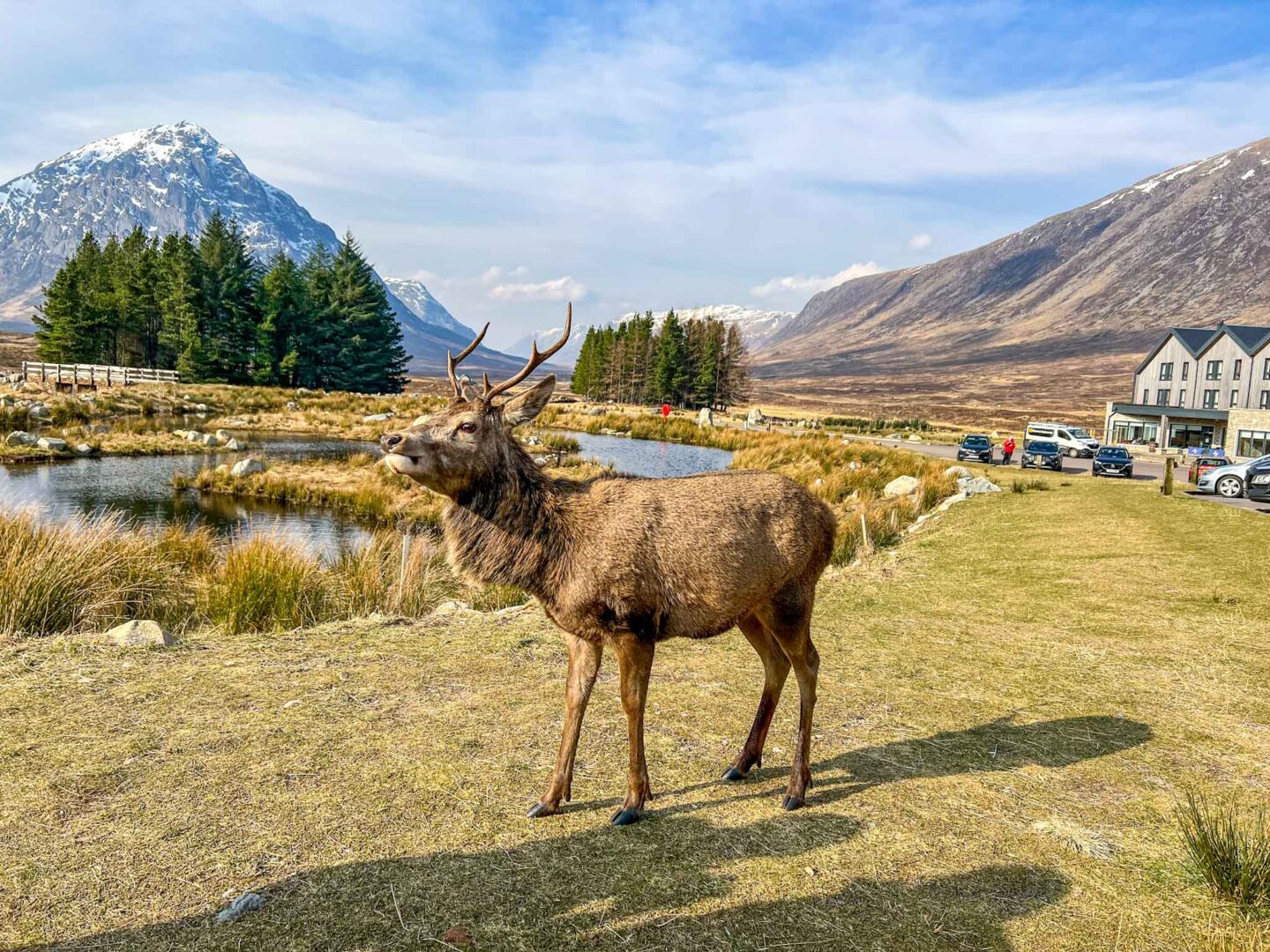 The Wandering Quinn Travel Blog 5 day Scotland itinerary, Deer in Glencoe National Park Mountains