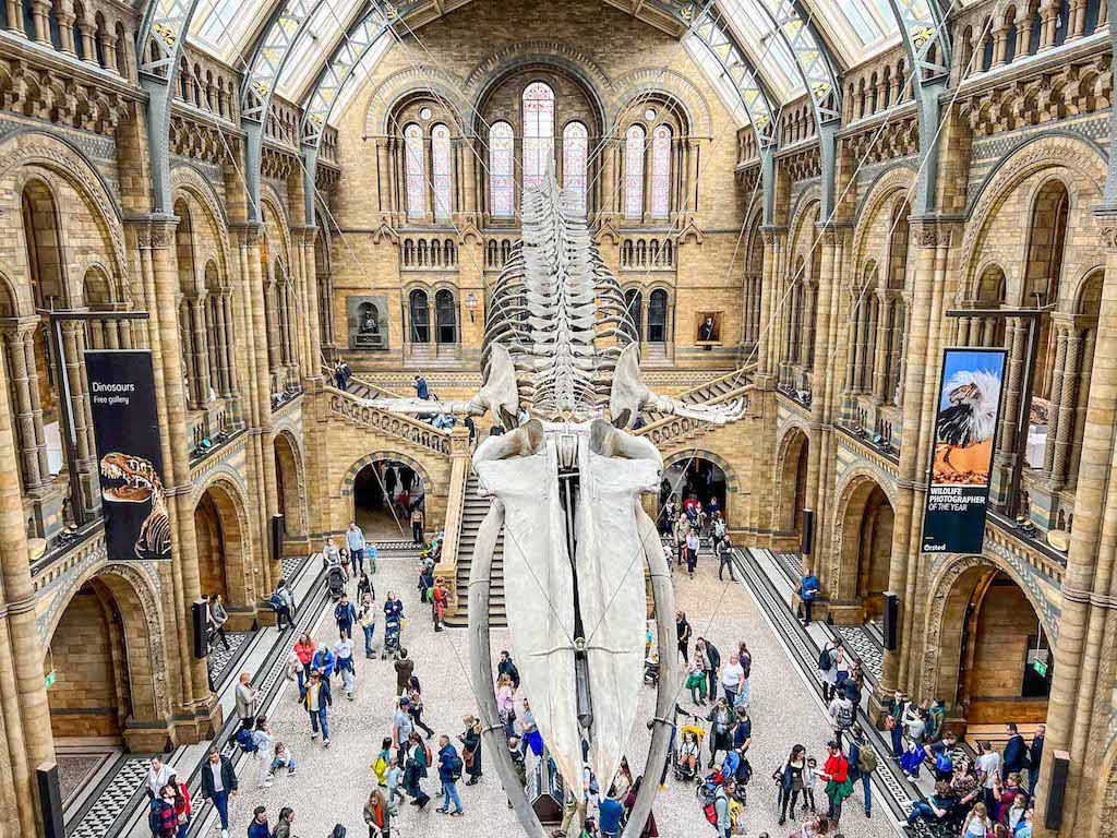 The Wandering Quinn Travel Blog whale inside natural history museum in London 