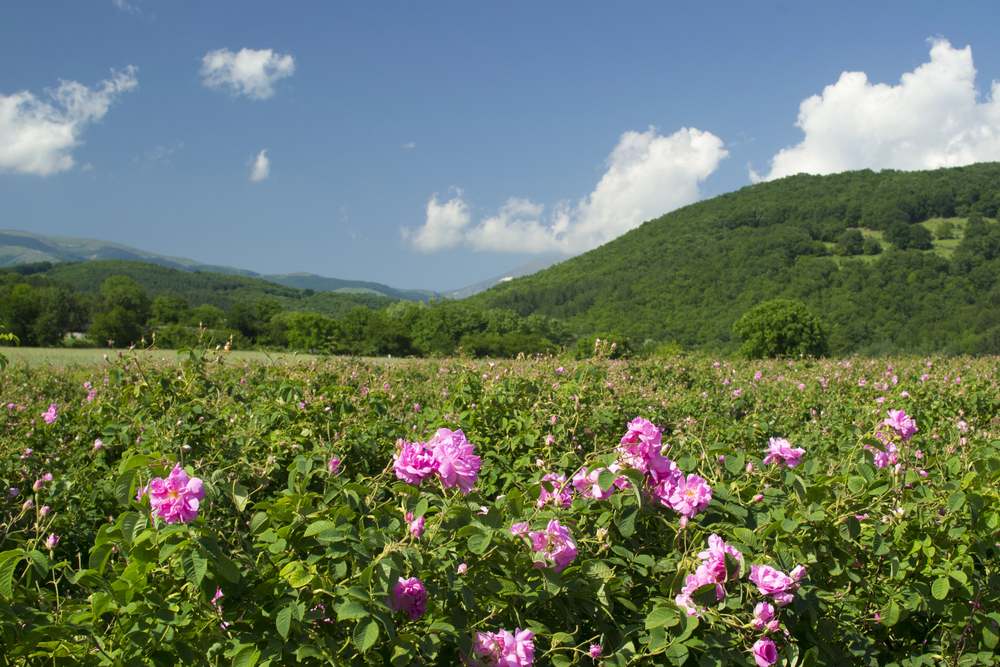 best places to go in June europe, Roses in Kazanlak Valley in June