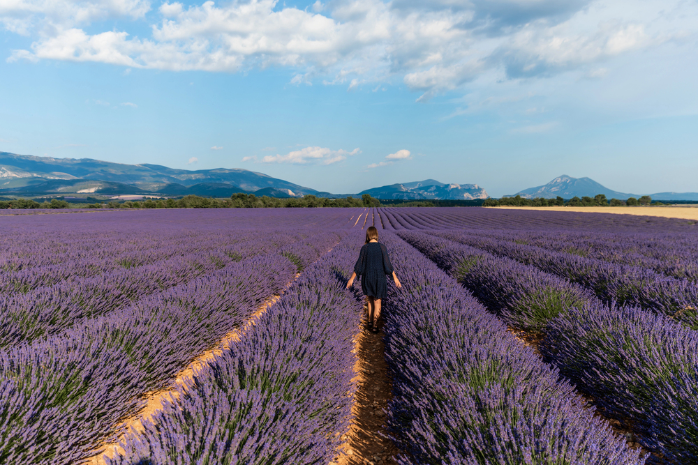 best places to go in June europe, Lavender fields in Provence France