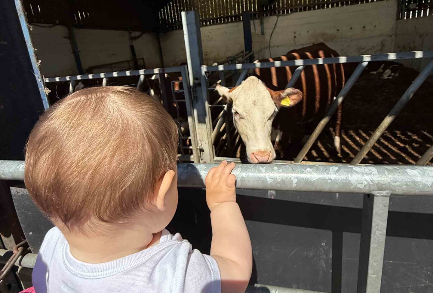 things to do in Manchester may half term, baby looking at cow at wythenshawe community farm