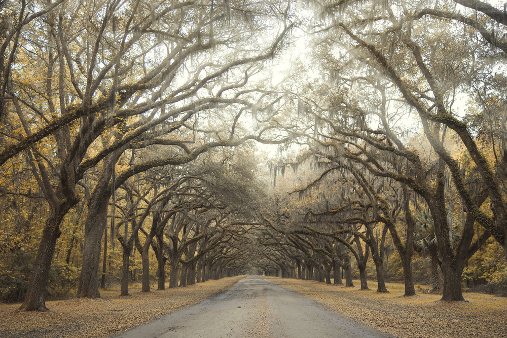 best places to visit in North America in October,  trees in park near Savannah Georgia