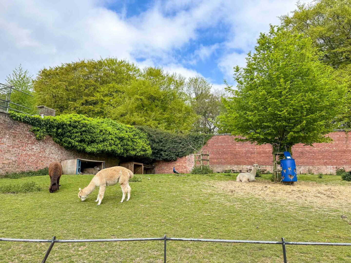 things to do in Manchester summer holiday with kids, Alpaca at Heaton Park Community farm