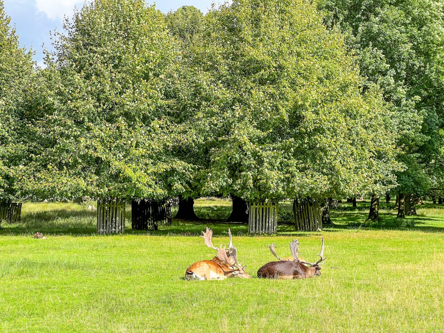 things to do in Manchester summer holiday with kids, Dunham Massey deers