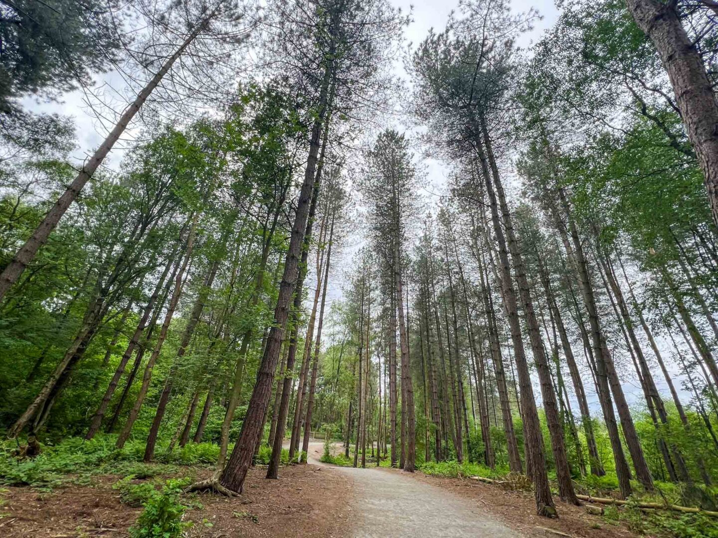 Family days out Cheshire, Delamere forest trail