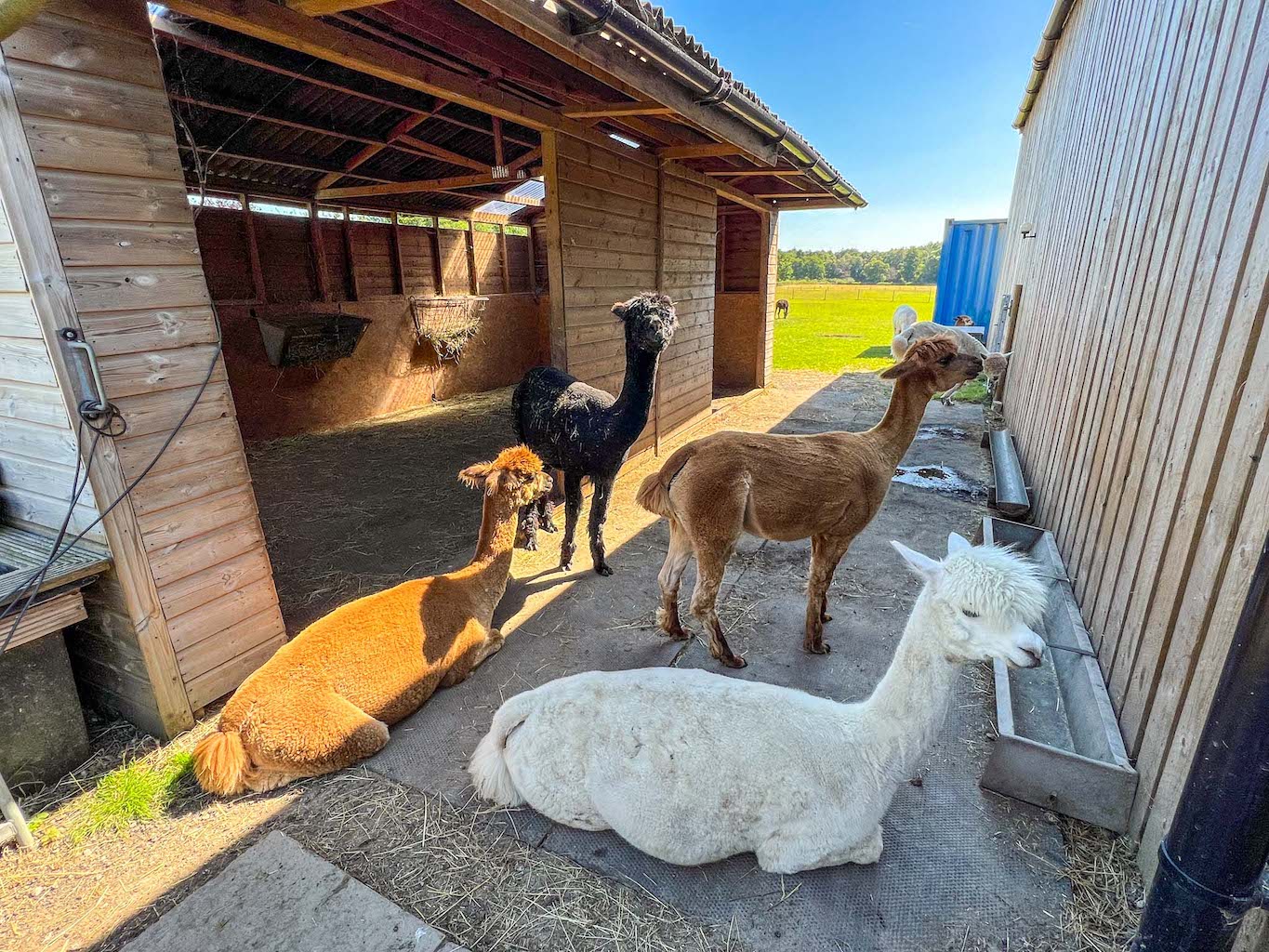Family days out Cheshire, Alpacas in Cheshire