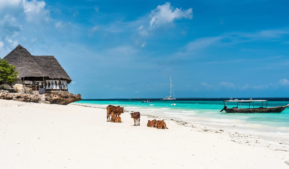 cows on Zanzibar beach, Best places to travel in December warm weather