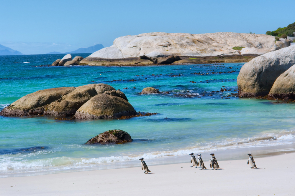 Boulders Beach with Penguins in Cape Town, best countries to visit in December,