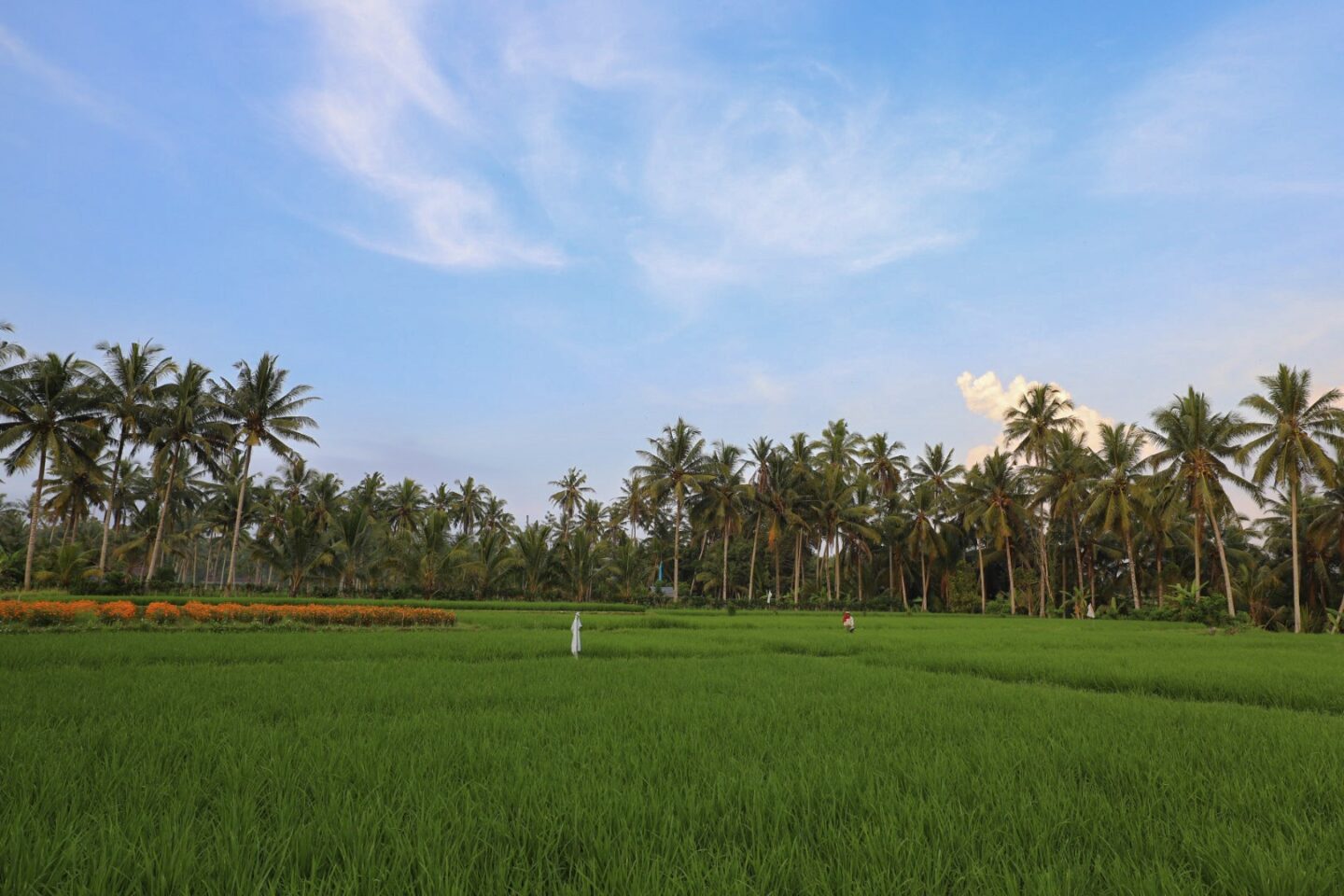 rice paddies northern Bali, best places to visit in Asia in November,
