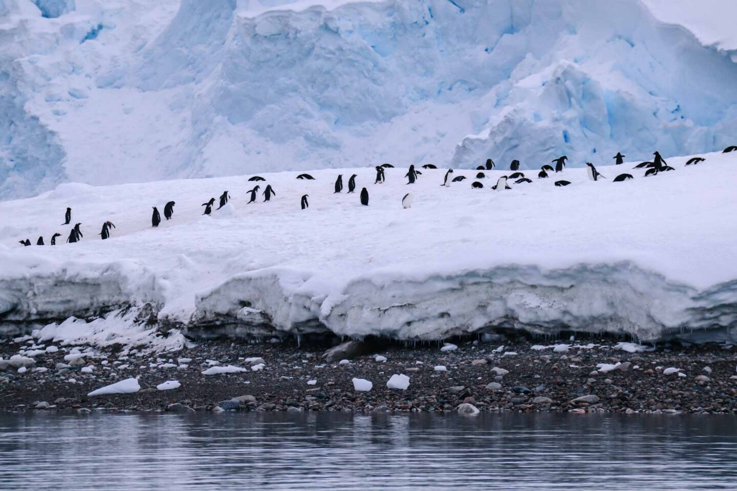 penguins in antarctica, best countries to visit in November