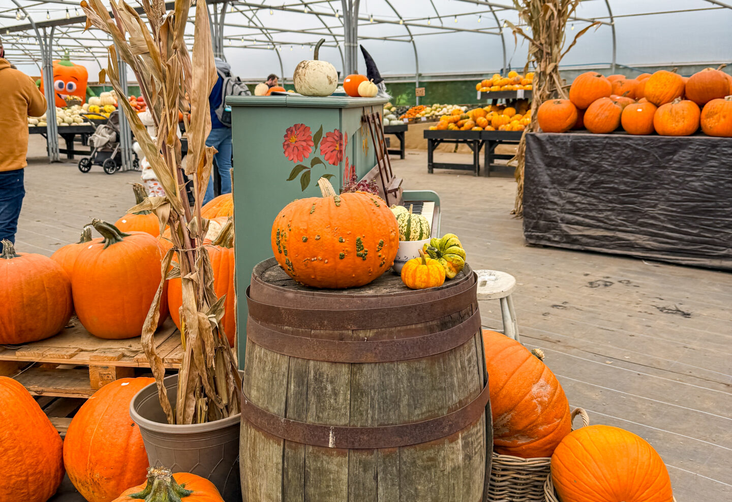 Kenyon hall farm inside pumpkin patch