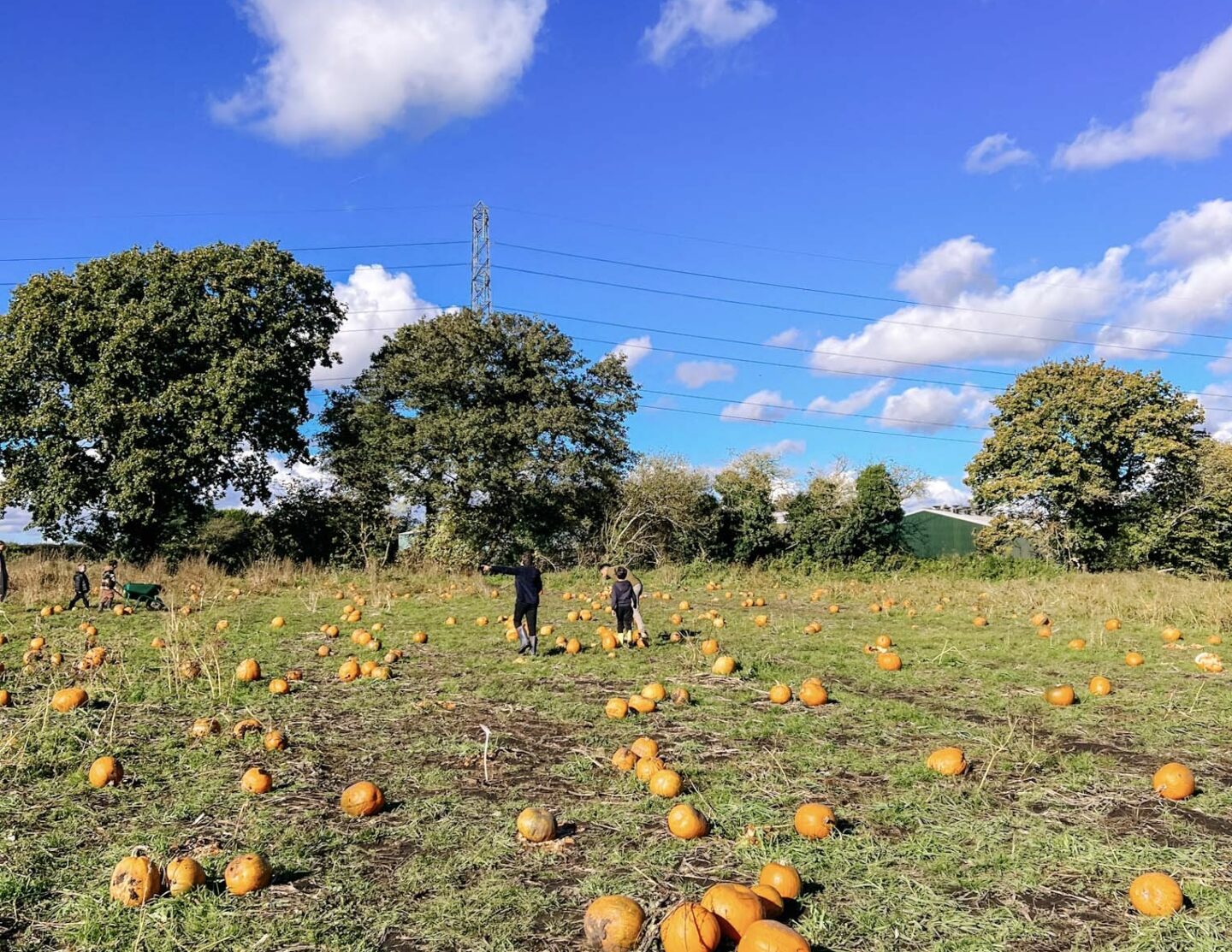 Dunham Massey pumpkin patch