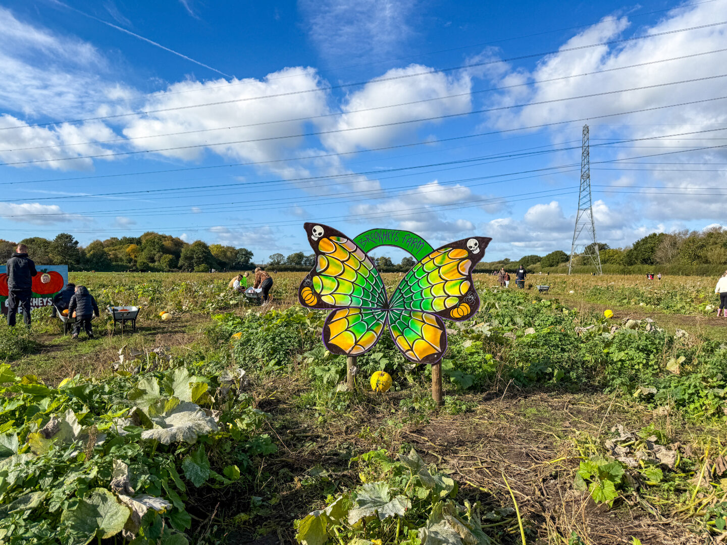 Brookheys Farm Pumpkin Picking field, things to do in Manchester October half term