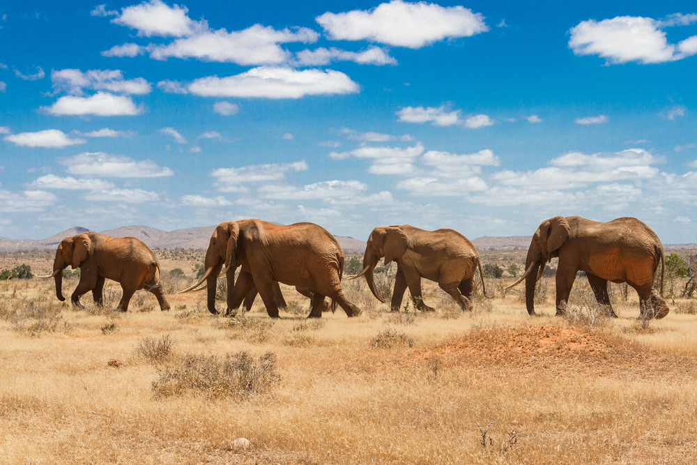 Elephants in Kenya, best countries to visit in January