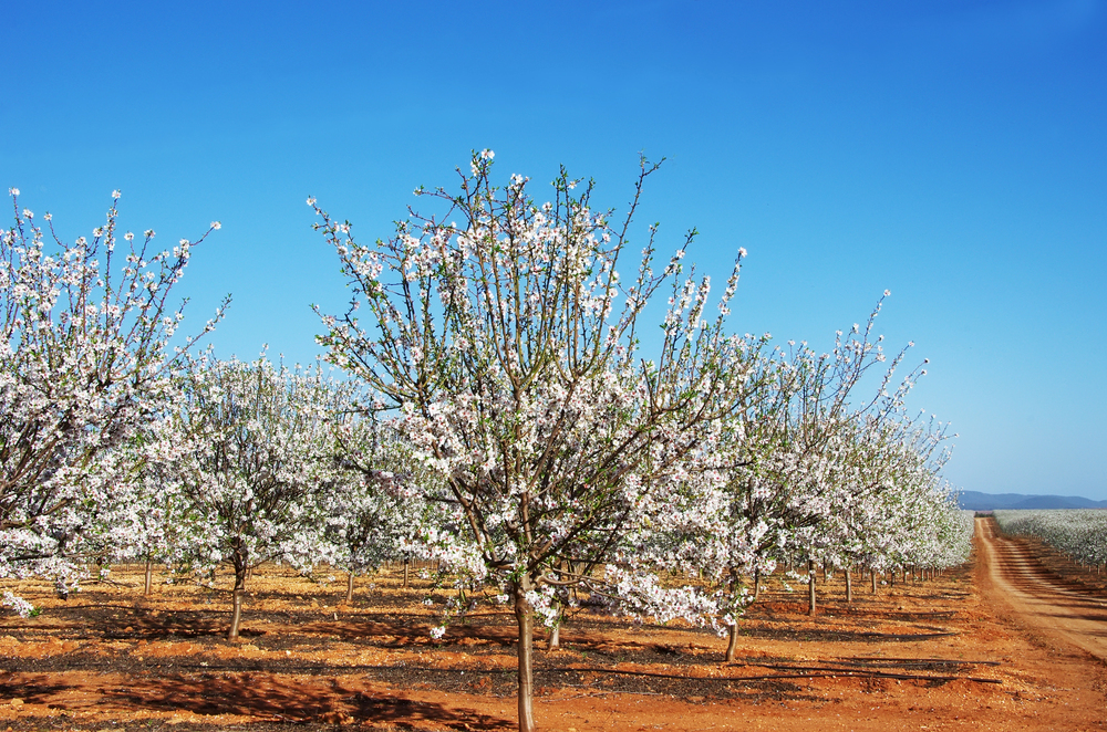 Almond blossom in Southern portugal, best countries to visit in February