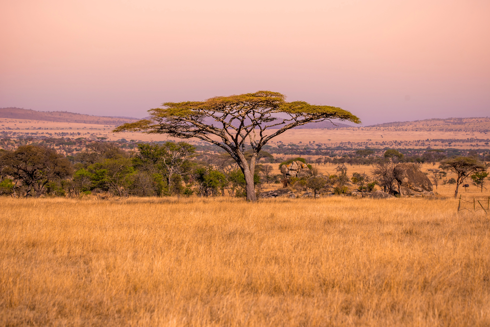 Serengeti national park, best countries to visit in February
