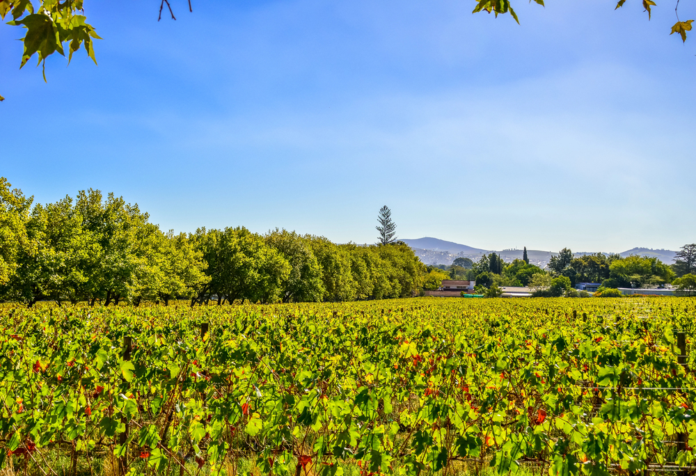 Stellenbosch grape harvest, best countries to visit in February