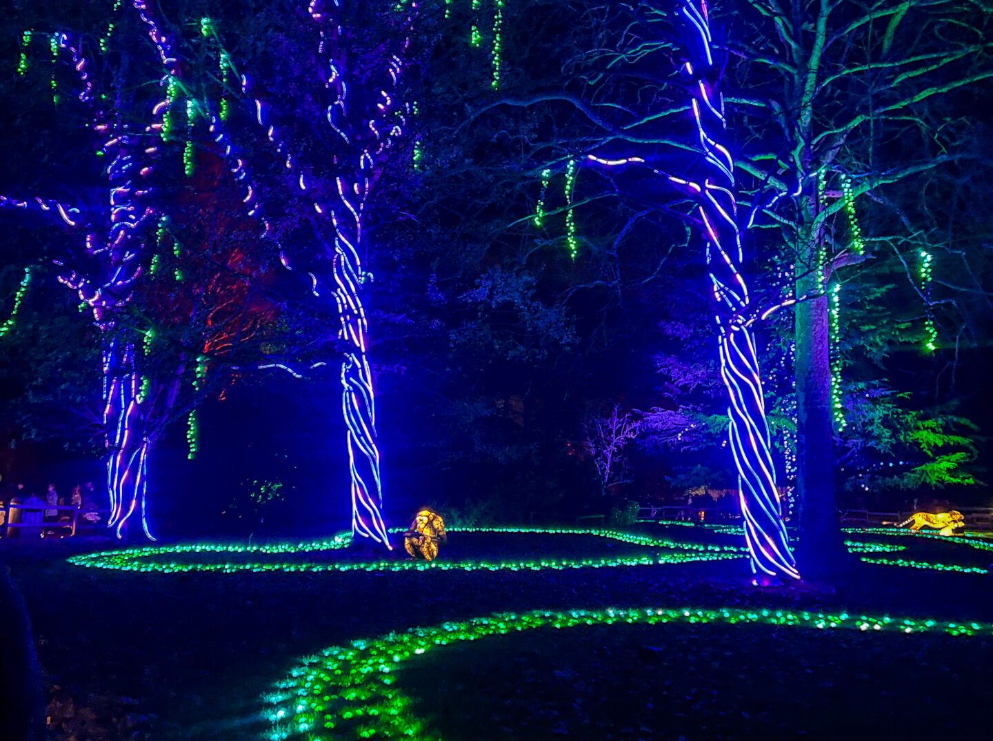 Lights & Lanterns Chester Zoo Christmas Lights around trees