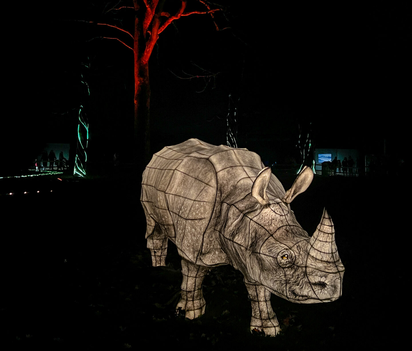 Lights & Lanterns Chester Zoo Christmas Lights Rhino